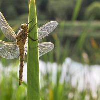 Black-Tailed Skimmer female 4 